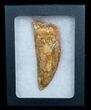 Large Inch Carcharodontosaurus Tooth #4200-3